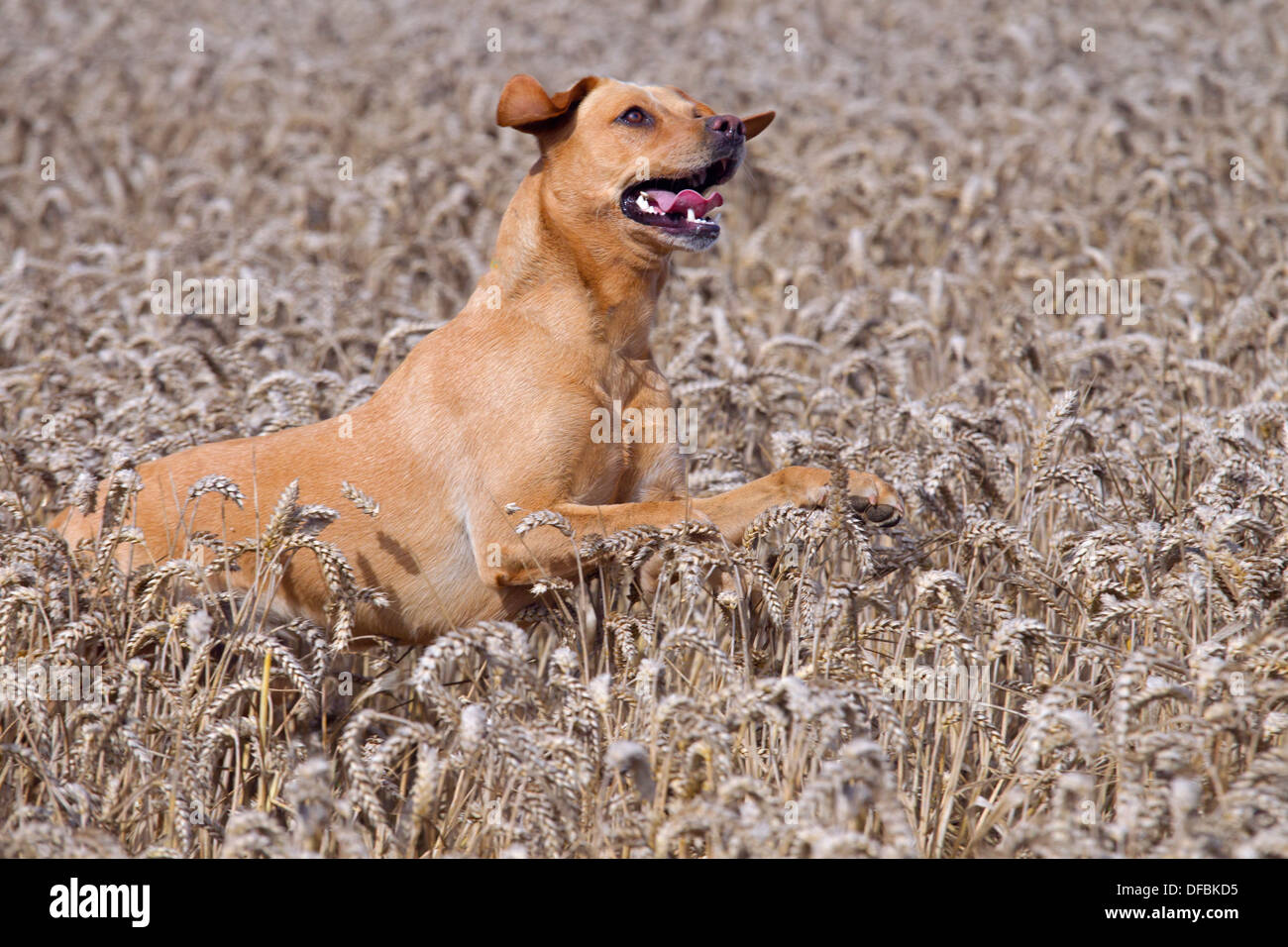 Gelber Labrador Jagd Fasane im Weizen-Getreide bei der Ernte Zeit Norfolk August Stockfoto