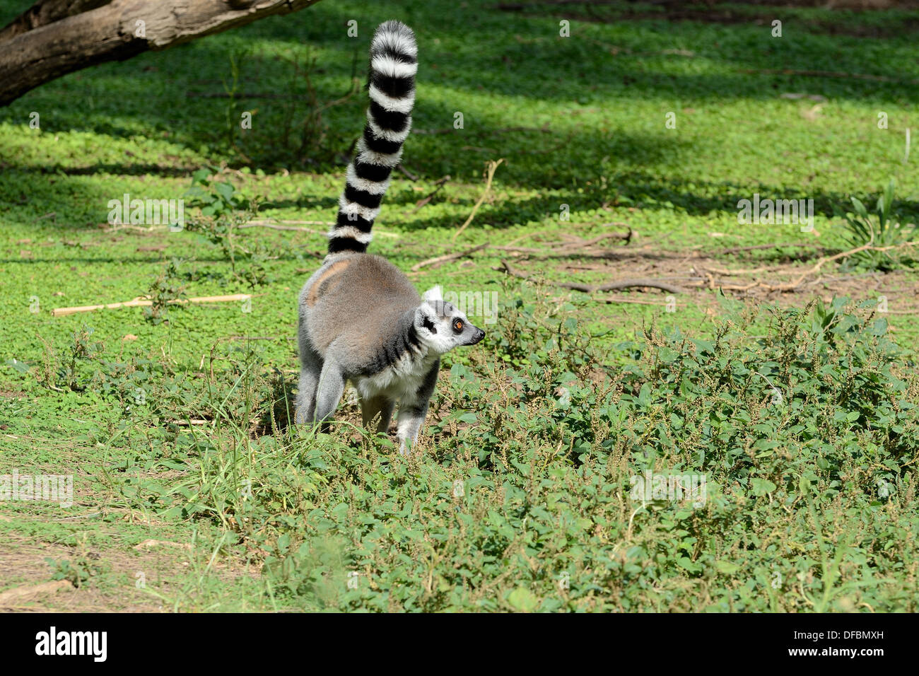 Der Katta (Lemur Catta) ist eine Primatenart auf der Südinsel von Madagaskar leben. Stockfoto