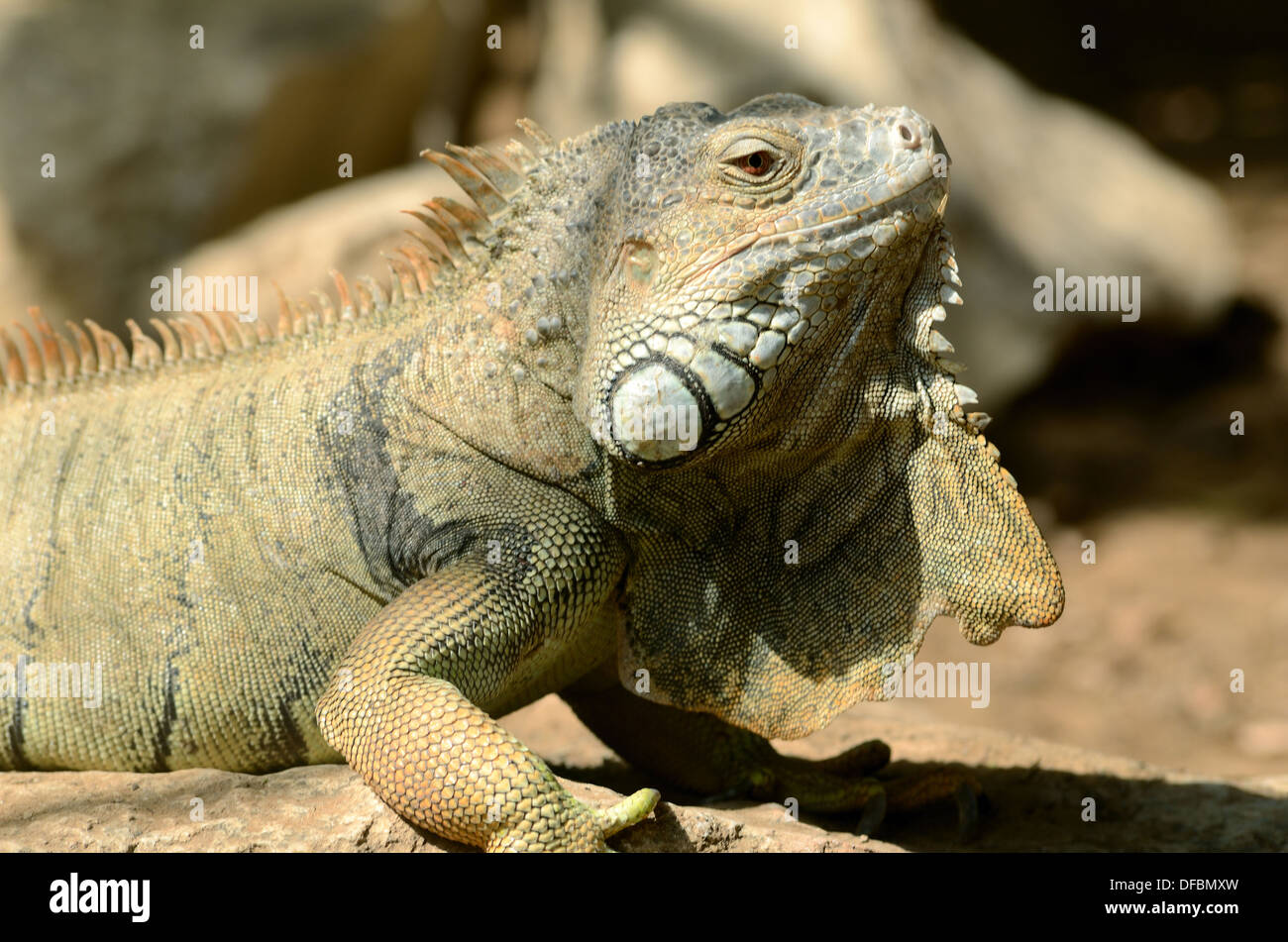 Leguan, eine große Eidechse in tropischen Gebieten von Mexiko, Zentralamerika und der Karibik heimisch. Stockfoto