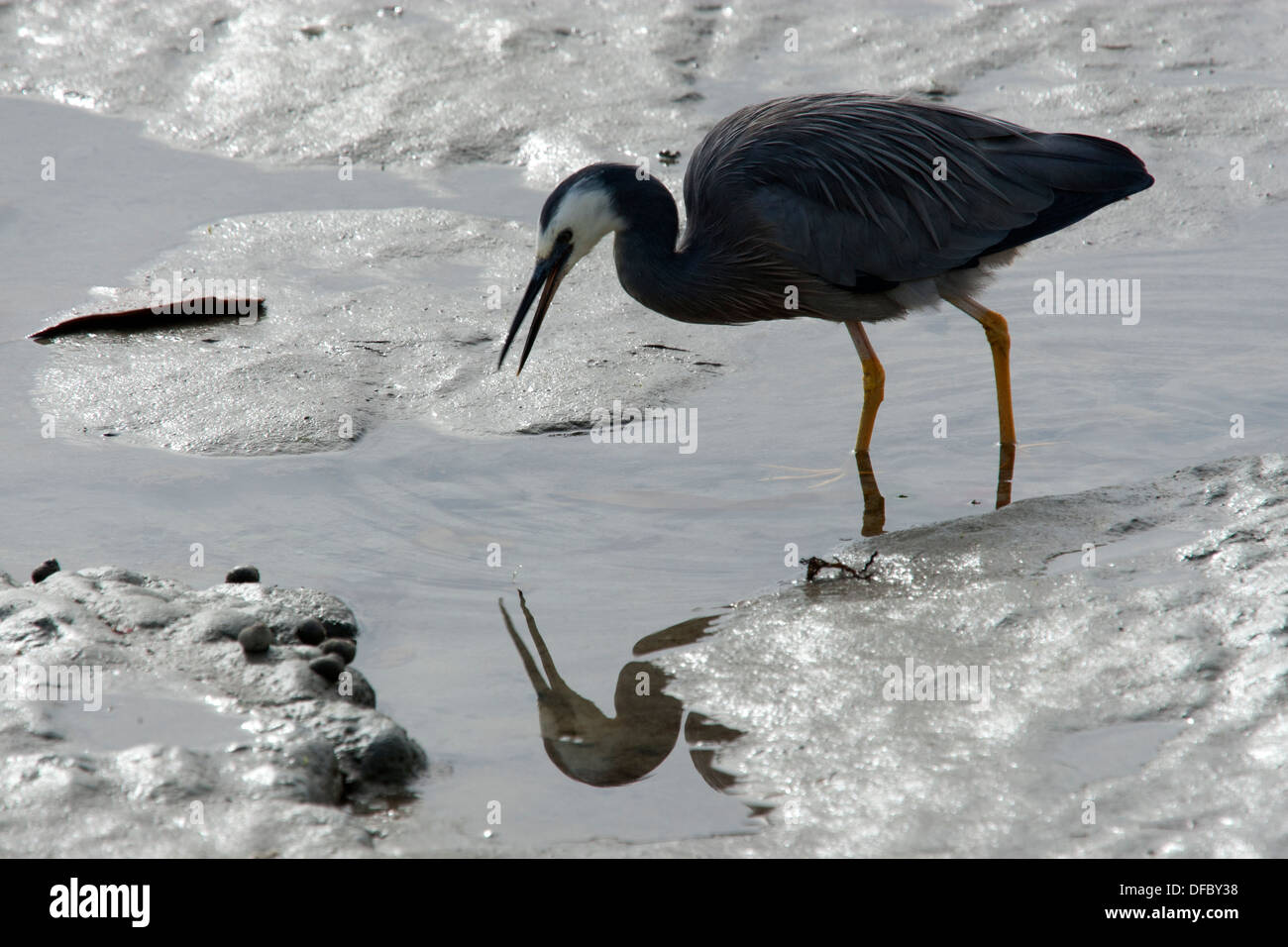 White-faced Heron auf Nahrungssuche Stockfoto