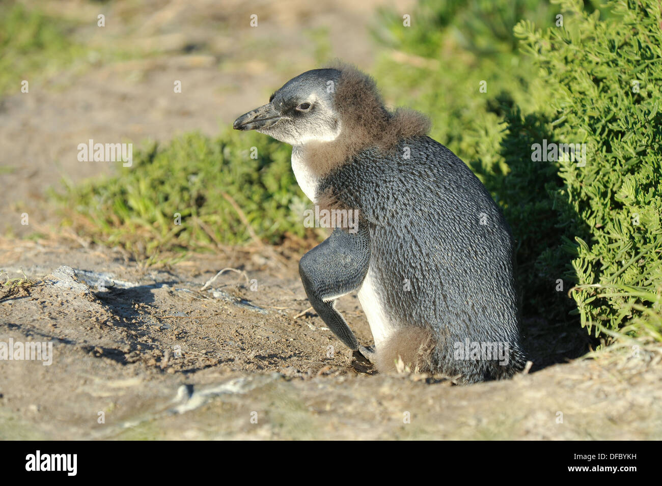 Afrikanische Pinguin (Spheniscus Demersus) juvenile Häutung in Erwachsene Gefieder, Simons Town, Western Cape, Südafrika Stockfoto