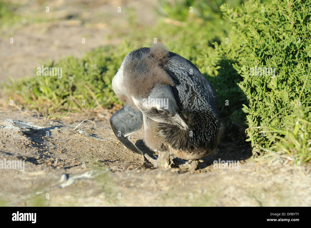 Juvenile afrikanische Pinguin, (Spheniscus Demersus) Griff nach dem Öl-Drüse, Simons Town, Western Cape, Südafrika Stockfoto