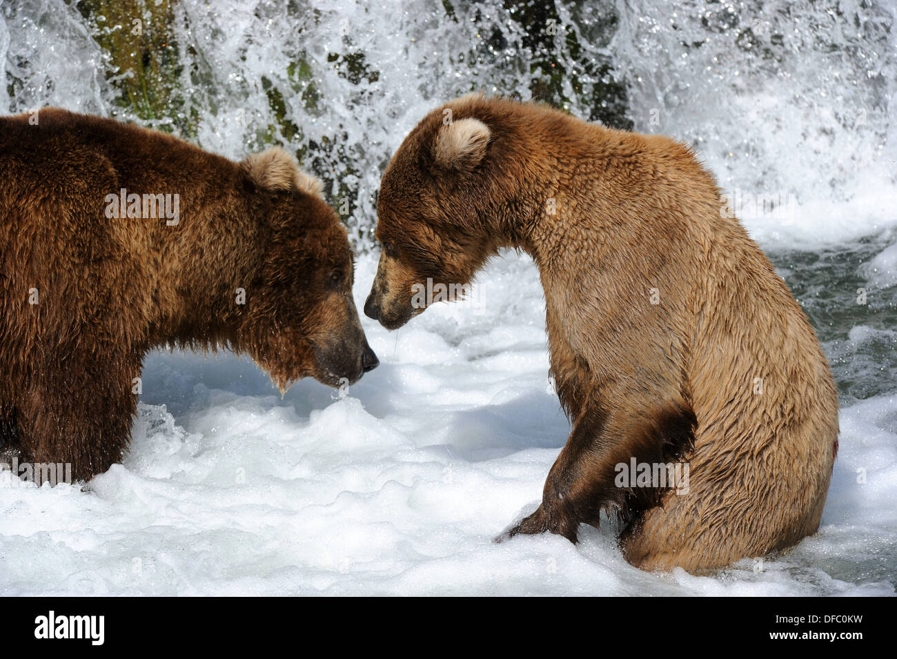 Begegnung und einschüchternd Verhalten zwischen zwei Grizzli Bär Ursus Arctos Horribilis Brooks River, Katmai Nationalpark, Stockfoto