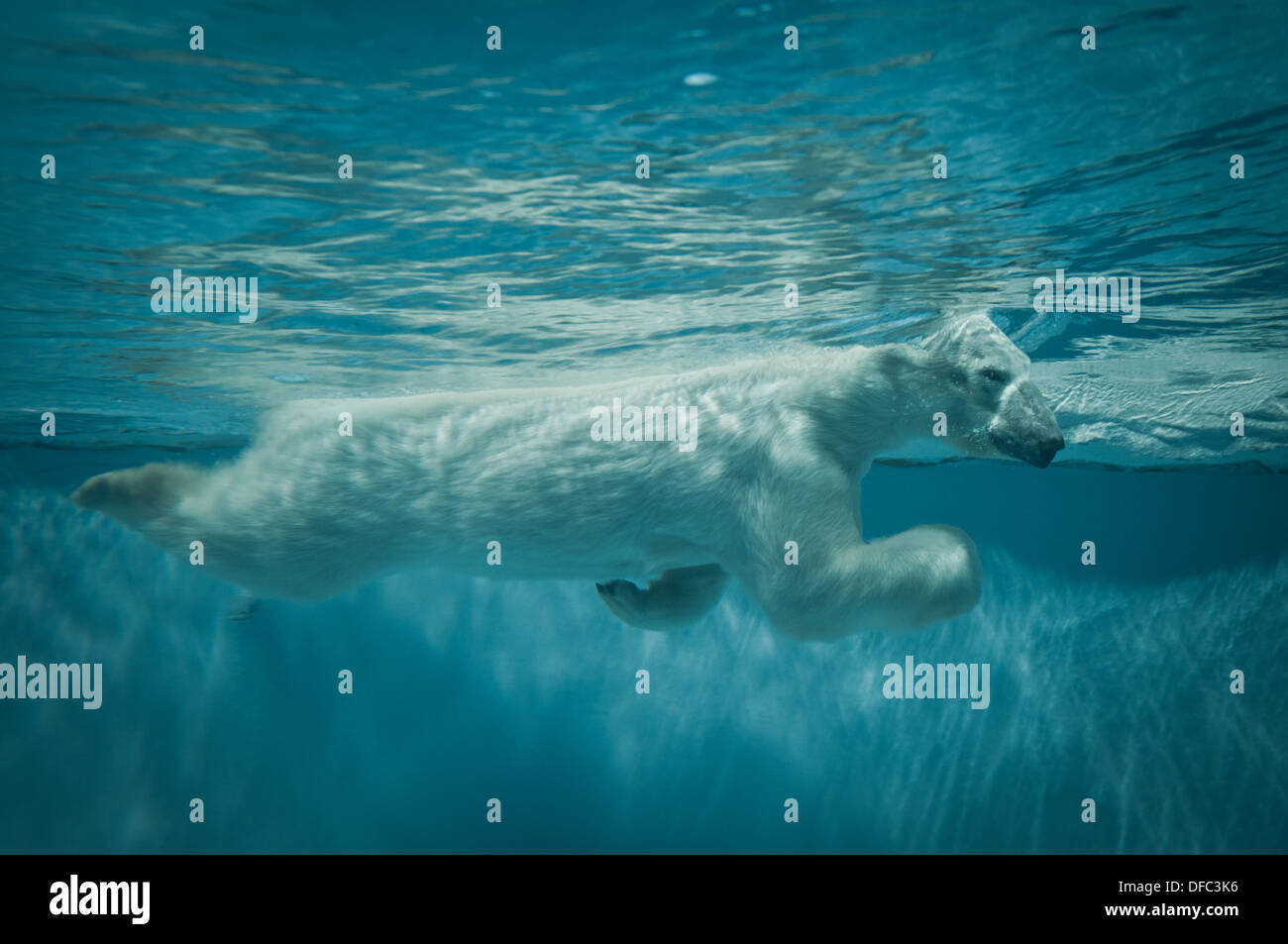 Schwimmen Eisbär im Zoo von Peking, befindet sich in Xicheng District, Beijing, China Stockfoto