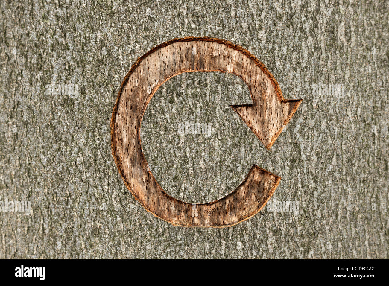Das Recycling-Symbol geschnitzt in einen Baum in bewirtschafteten Wäldern. Stockfoto