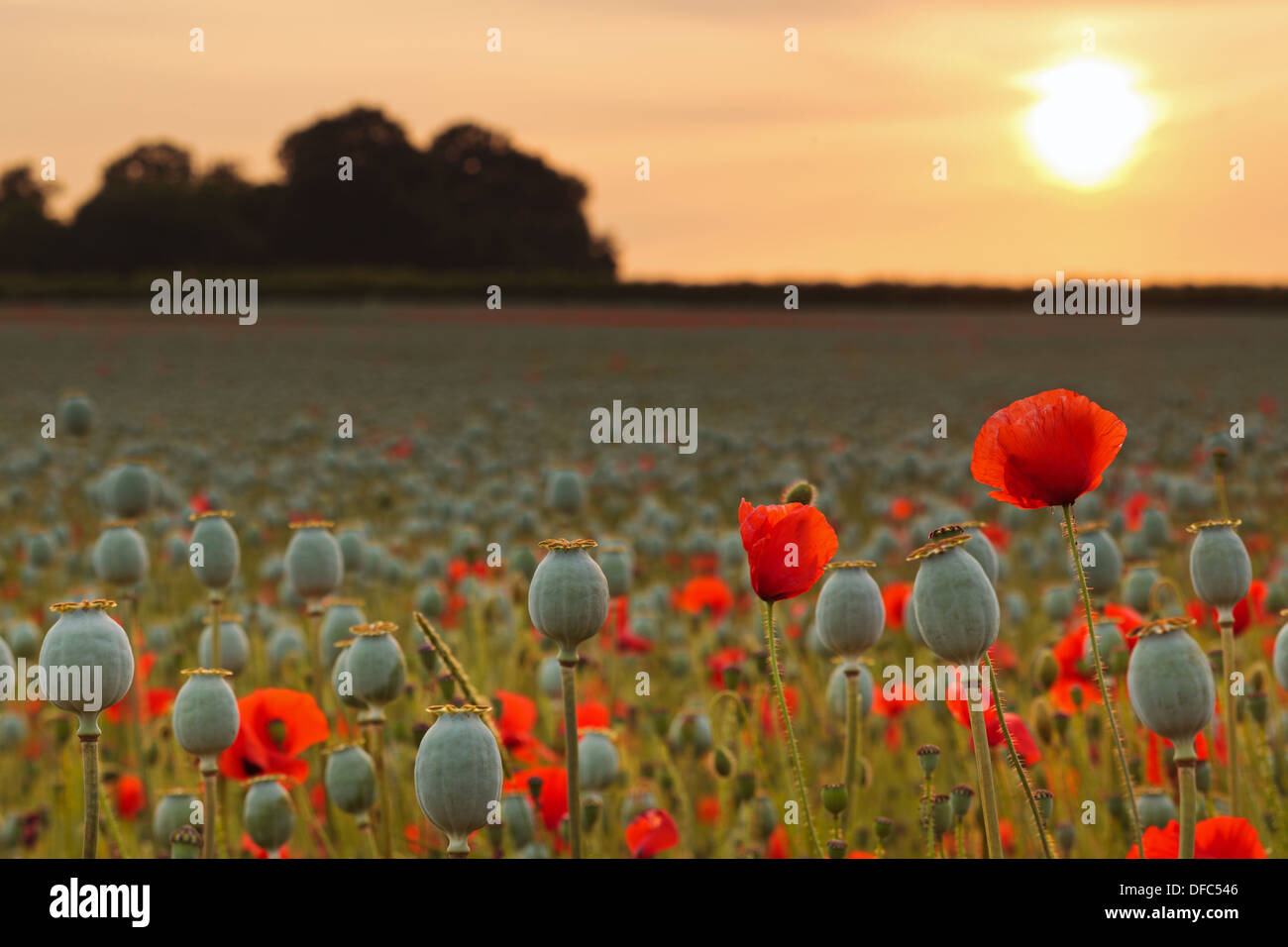 Mohn und Samen Hülsen Hintergrundbeleuchtung durch den Sonnenuntergang an einem Sommerabend in Hampshire. Stockfoto