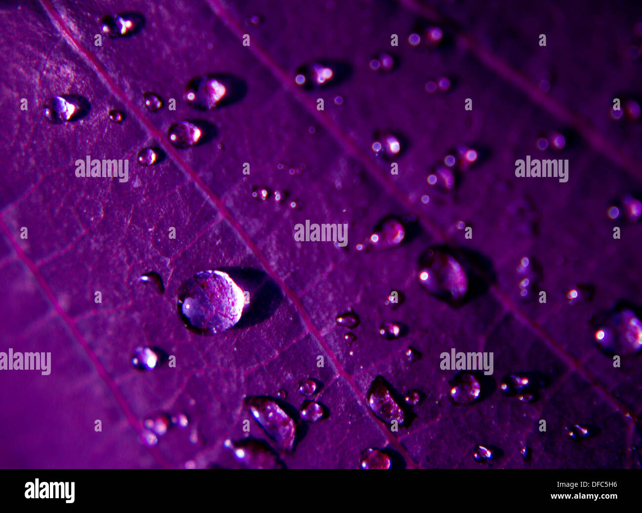 Purple rain Stockfoto