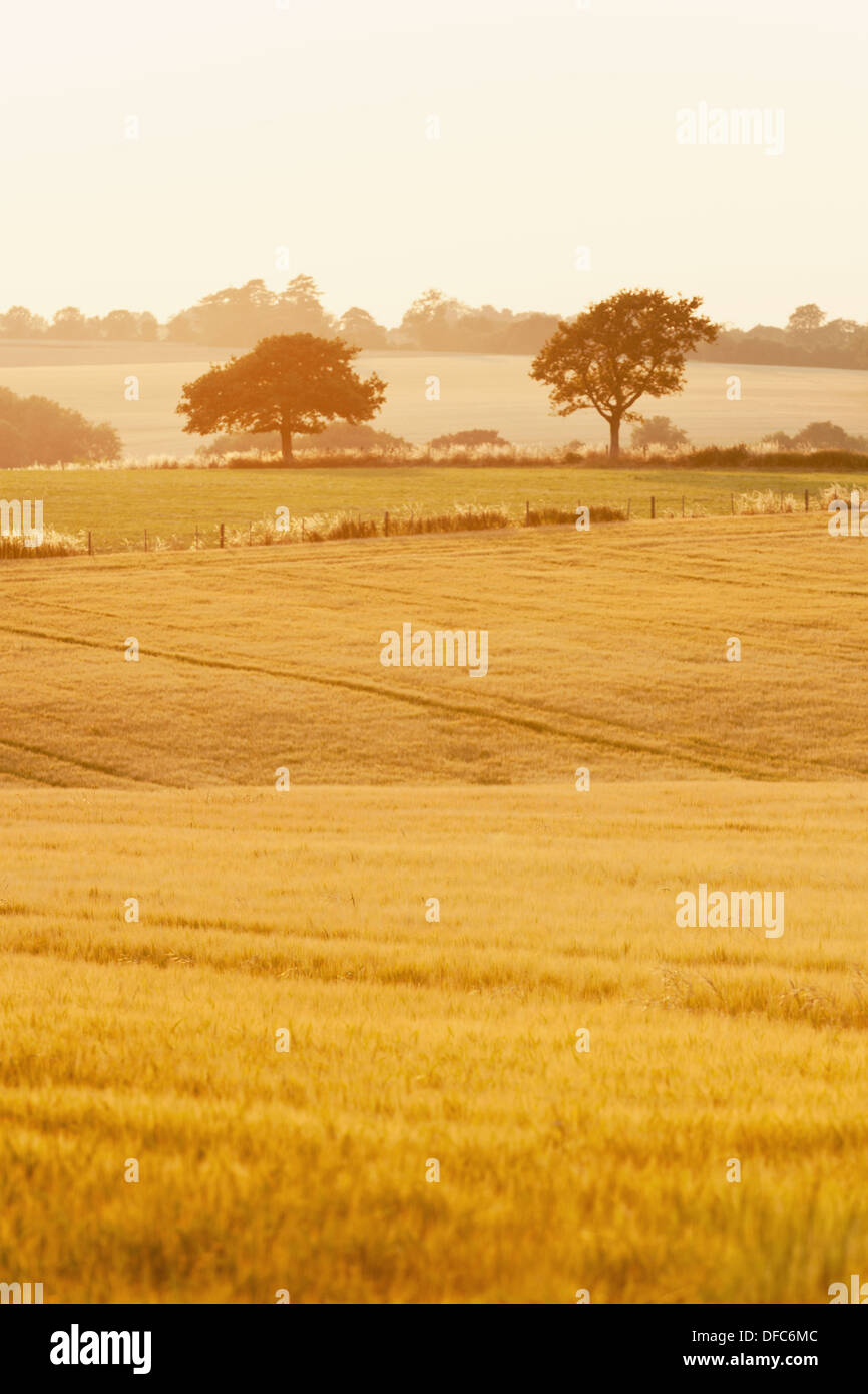 Blick über ein Gerstenfeld auf der South Downs gegen zwei Bäume Hintergrundbeleuchtung von der späten Abendsonne auf einem dunstigen Sommerabend im Juli Stockfoto