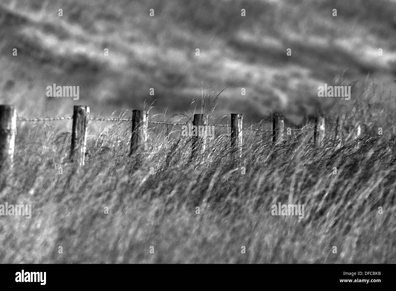 Ein Stacheldraht Posted Zaun unter A Feld von Weidelgras und Wildhafer Plant Uk (Schwarzweiß) Stockfoto