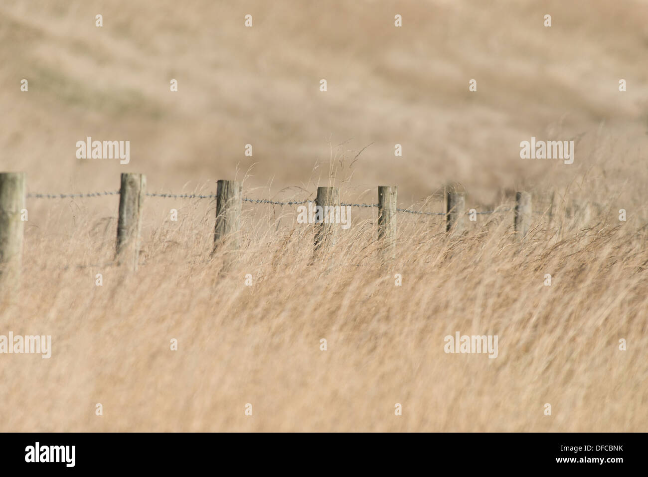 Ein Stacheldraht gepostet Zaun Amonst A Bereich Weidelgras und Wildhafer Pflanze. UK Stockfoto