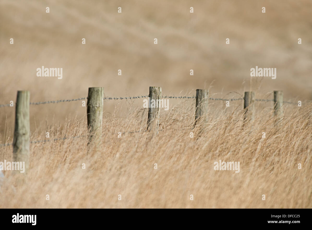 Ein Stacheldraht gepostet Zaun Amonst A Bereich Weidelgras und Wildhafer Pflanze. UK Stockfoto