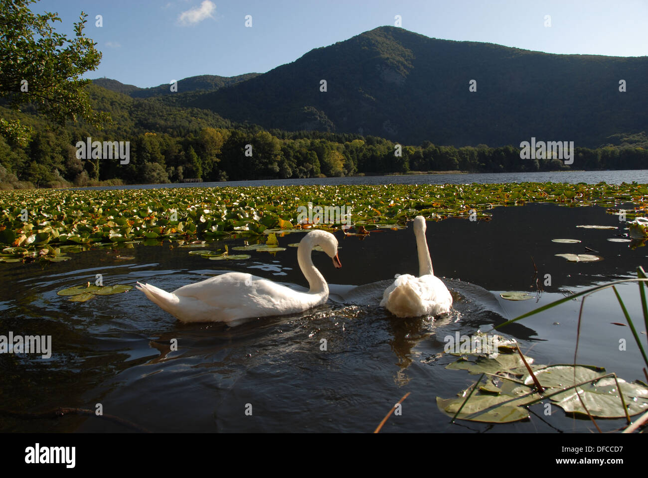 Höckerschwäne in See Monticchio Grande unter Monte Vulture, Basilikata, Italien Stockfoto