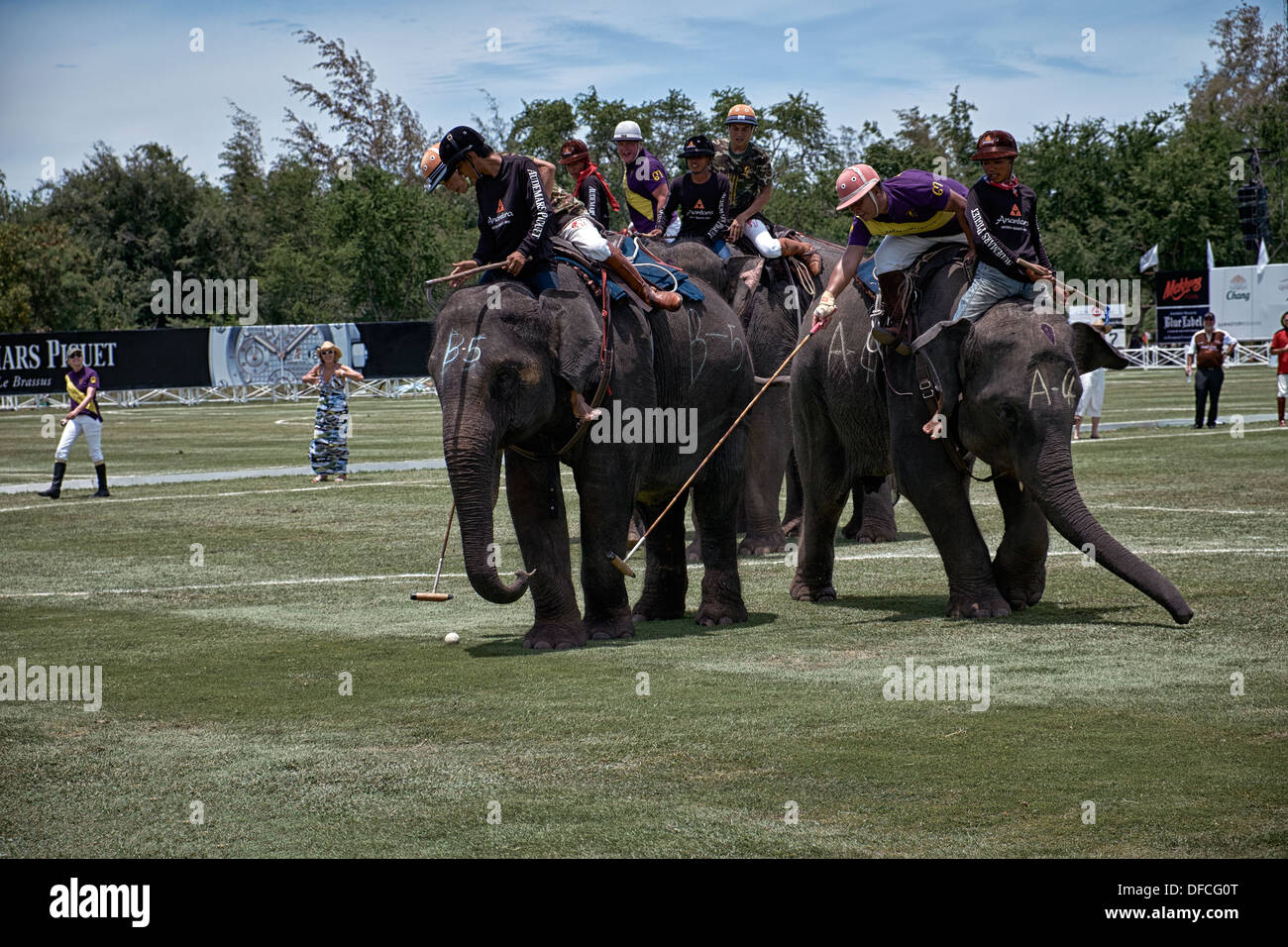 Elefanten-Polo-Spiel-Aktion. 2013 Kings Cup Hua Hin Thailand S. E. Asien Stockfoto