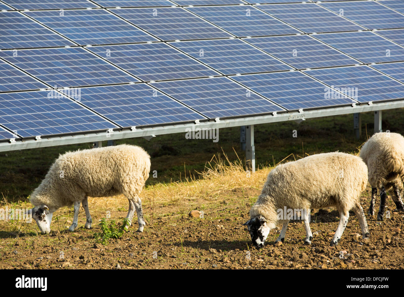 Wymeswold Solarpark der größte Solarpark im Vereinigten Königreich bei 34 MWp auf einem alten stillgelegten Flugplatz, Leicestershire, UK. Stockfoto