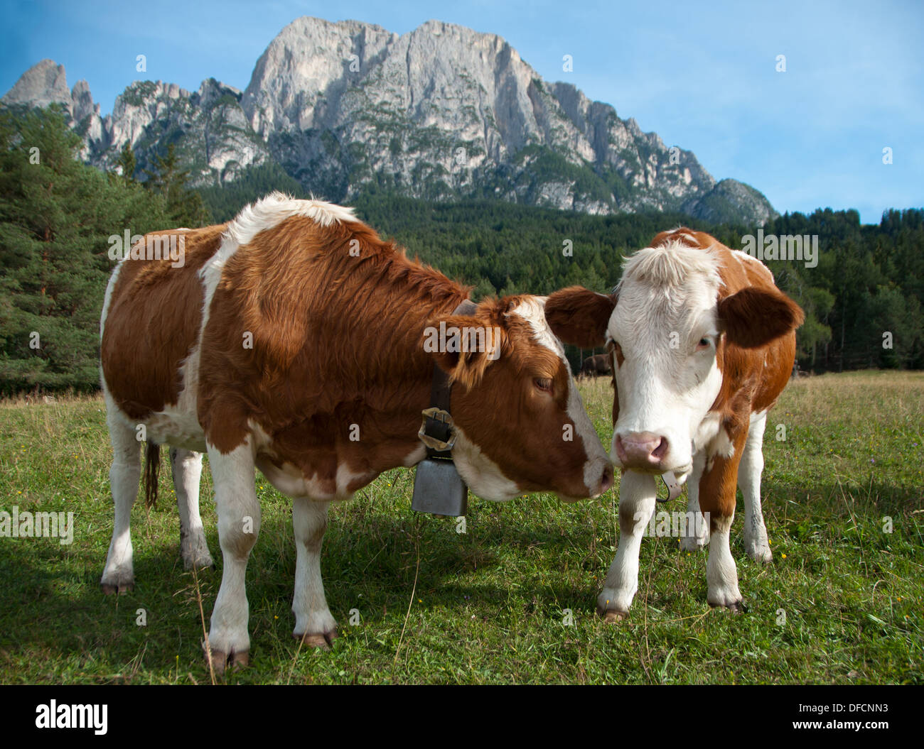 Zwei junge Simmentaler Kühe Stockfoto