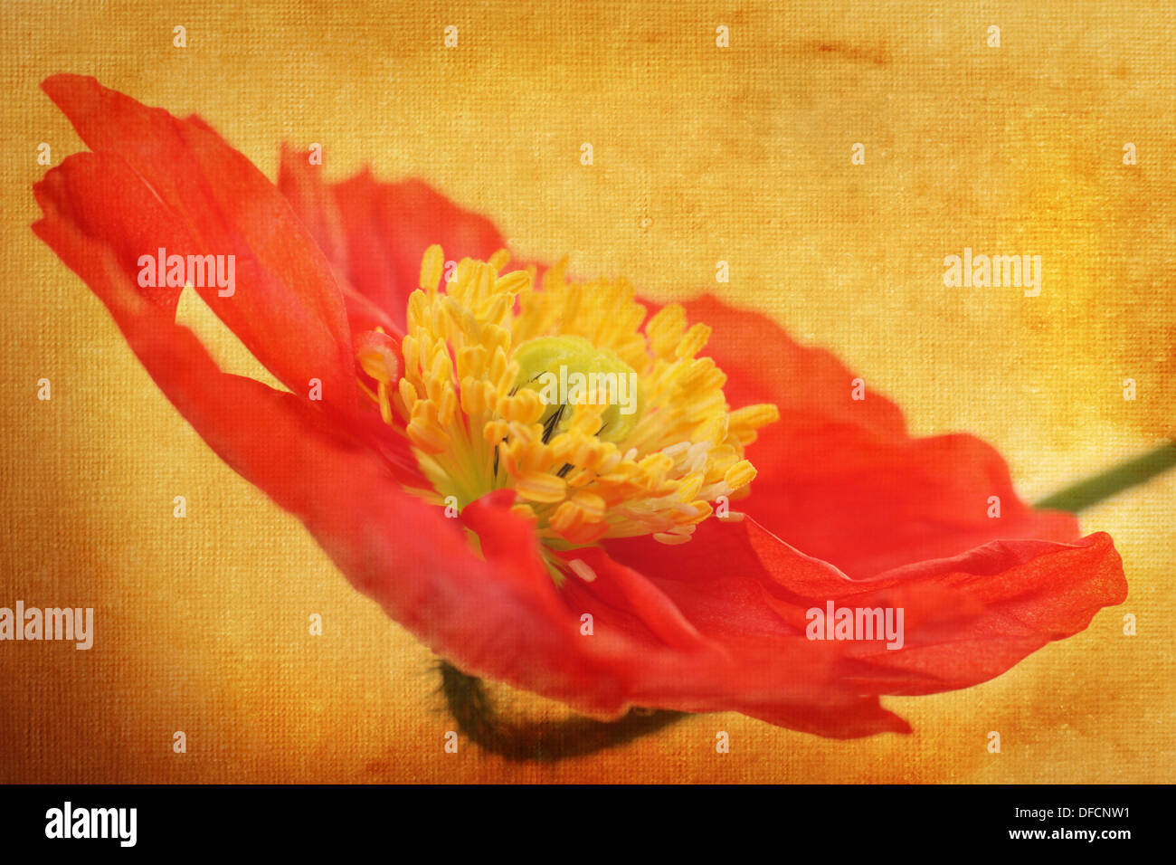 Mohnblume mit strukturierten Hintergrund angewendet. Strukturierten Hintergrund verwendet in diesem Bild ist auch meine eigene Arbeit. Stockfoto