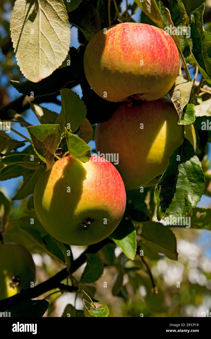 Nahaufnahme von Charles Ross Äpfeln, reifen Früchten Wächst auf einem Baum England Vereinigtes Königreich GB Great Großbritannien Stockfoto