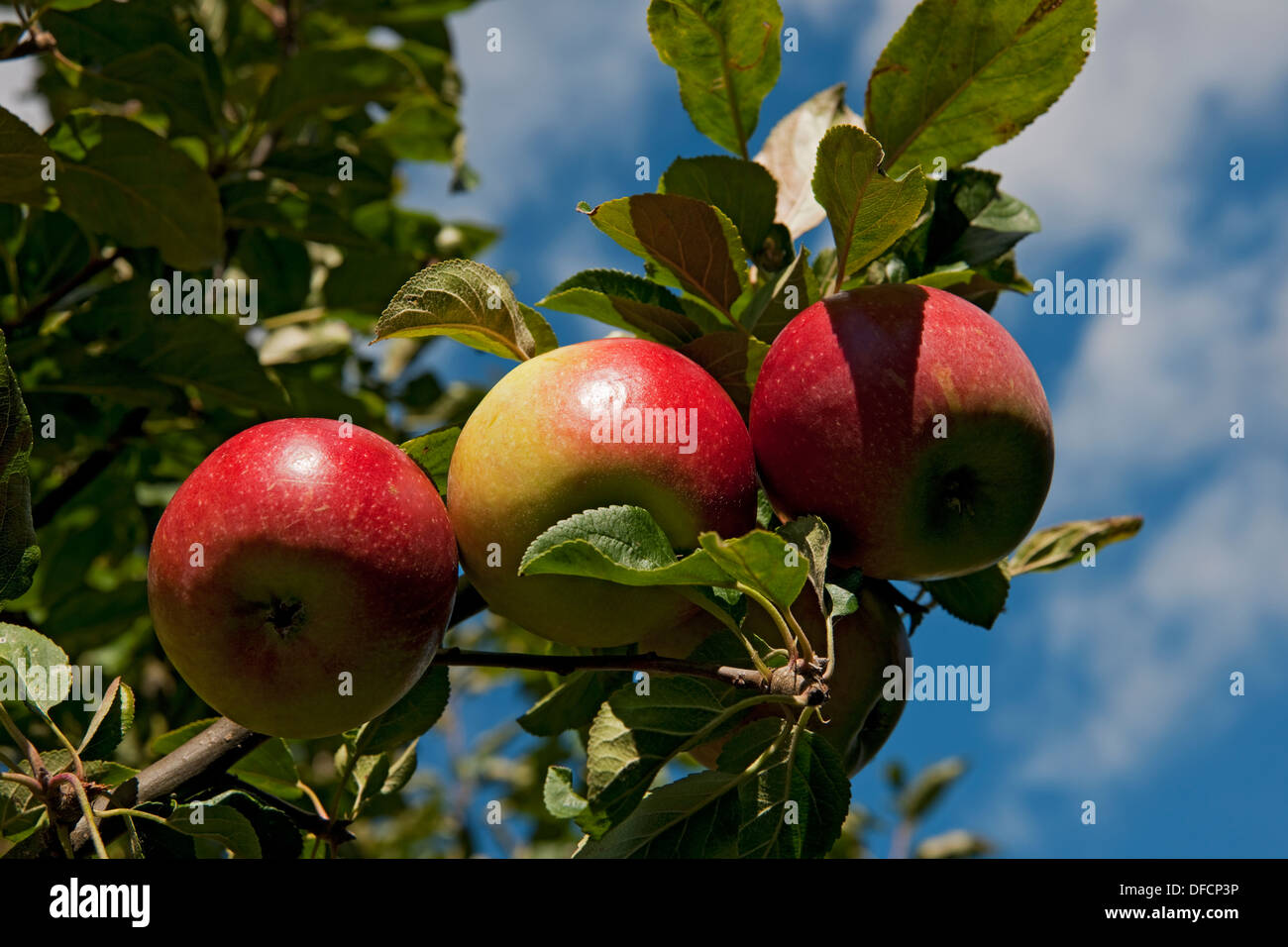Nahaufnahme von Charles Ross Äpfeln, reifen Früchten Wächst auf einem Baum England Vereinigtes Königreich GB Great Großbritannien Stockfoto