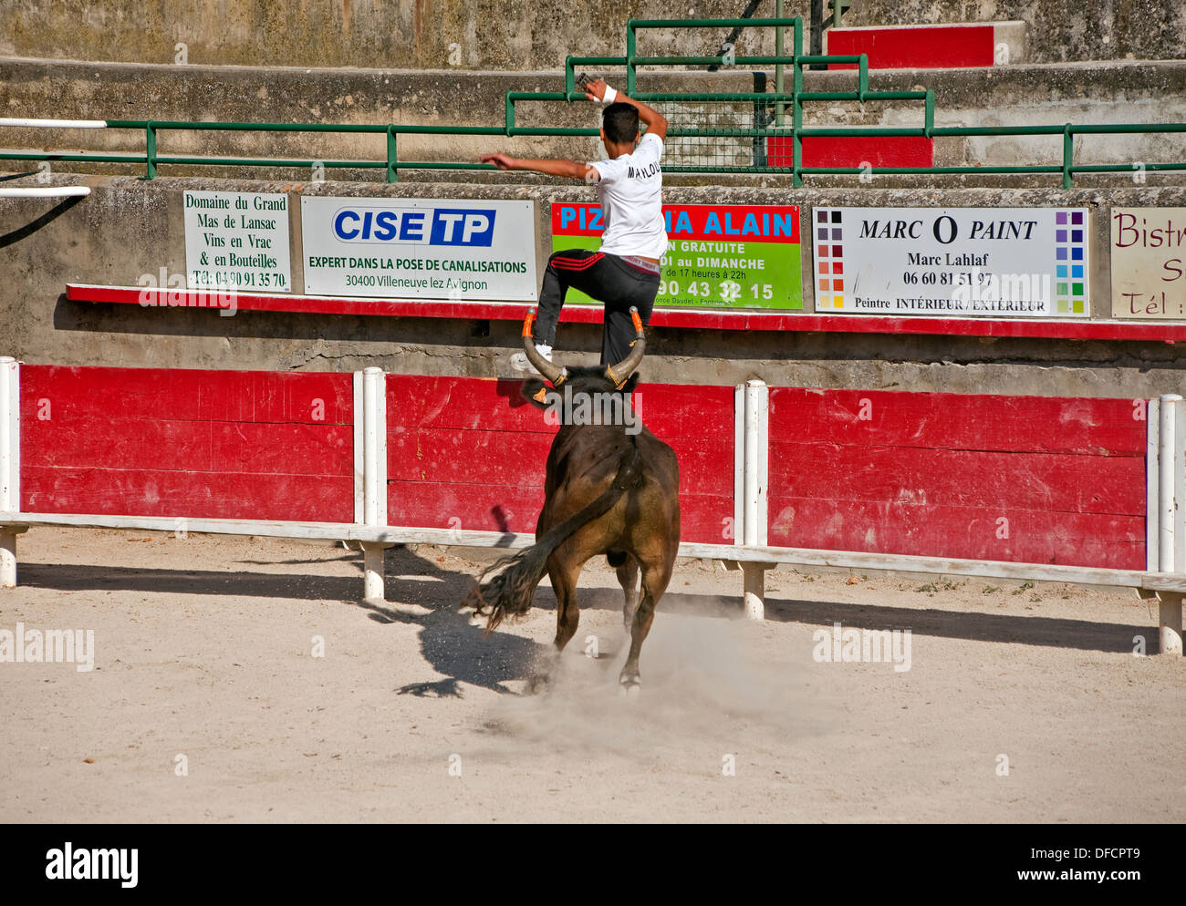 Bull Fighter springen aus der Stierkampfarena und Bull Kurs Camargue Stierkampf Fontvieille Frankreich Stockfoto