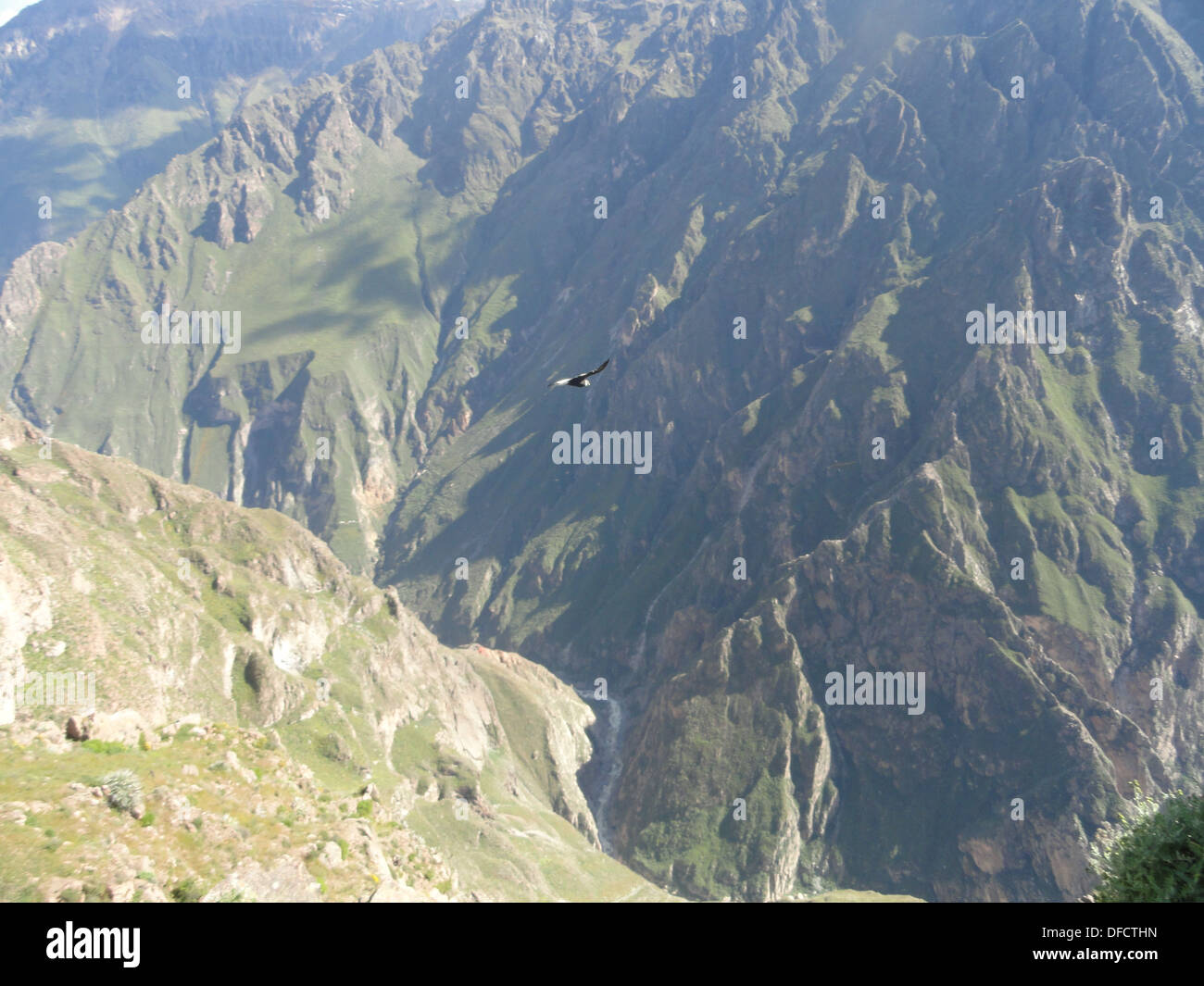 Ein Anden-Kondor fliegt in den Colca Canyon, im Departement Arequipa des südlichen Peru Stockfoto