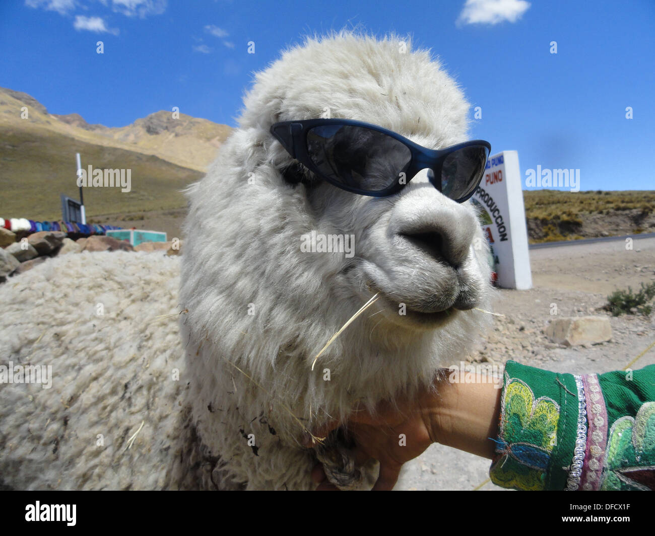 Llama wearing sunglasses -Fotos und -Bildmaterial in hoher Auflösung – Alamy