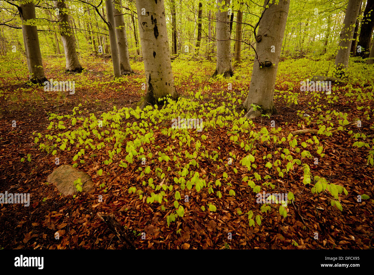 Neues Wachstum in den Buchenwald bei Alby auf der Insel Jeløy, Moss Kommune, Østfold Fylke, Norwegen. Stockfoto