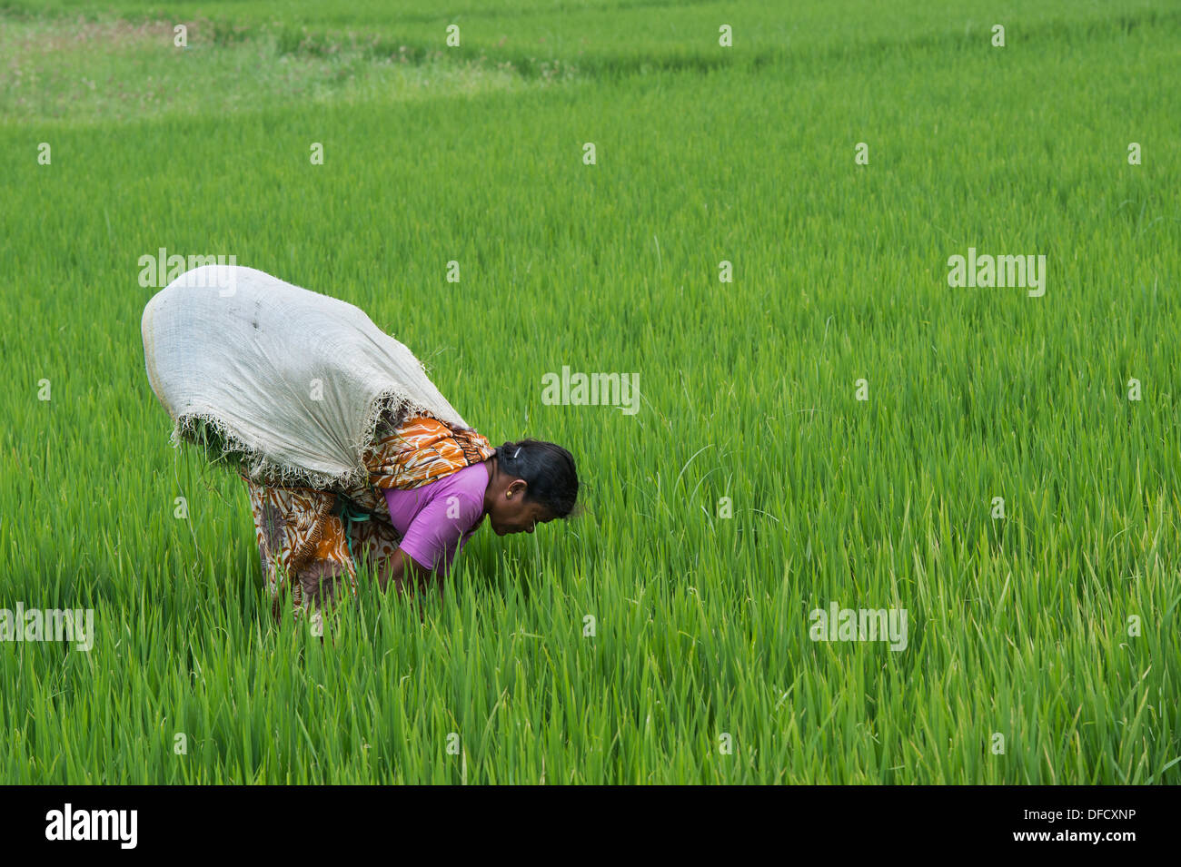 Indische Frau mäht Rasen zwischen den Reispflanzen in einem Reisfeld. Andhra Pradesh, Indien Stockfoto