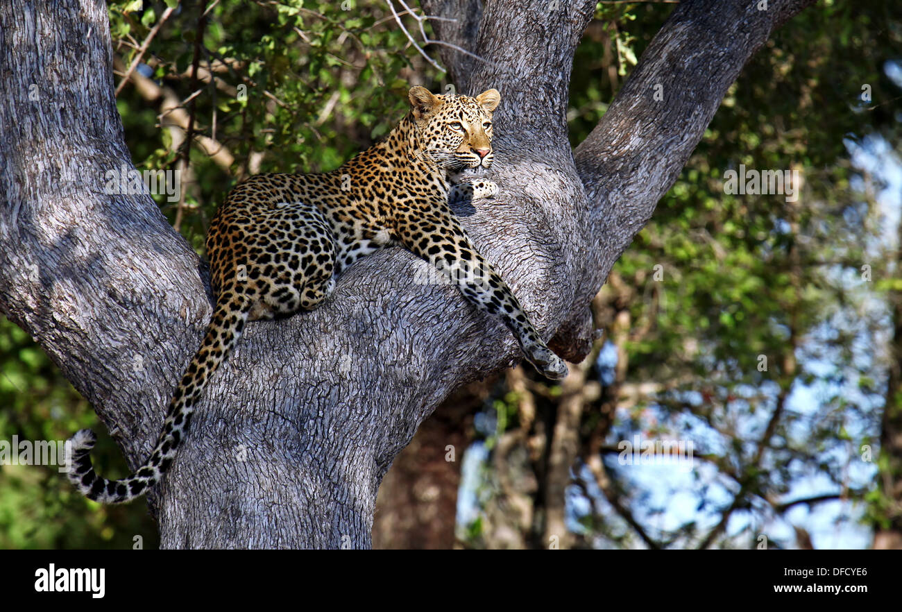 Leopard auf einem Baum, South Luangwa Nationalpark, Sambia, Panthera pardus Stockfoto