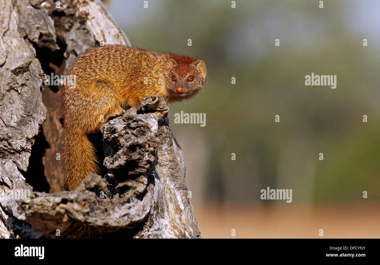 Mungo im South Luangwa Nationalpark, Sambia, Herpestidae Stockfoto