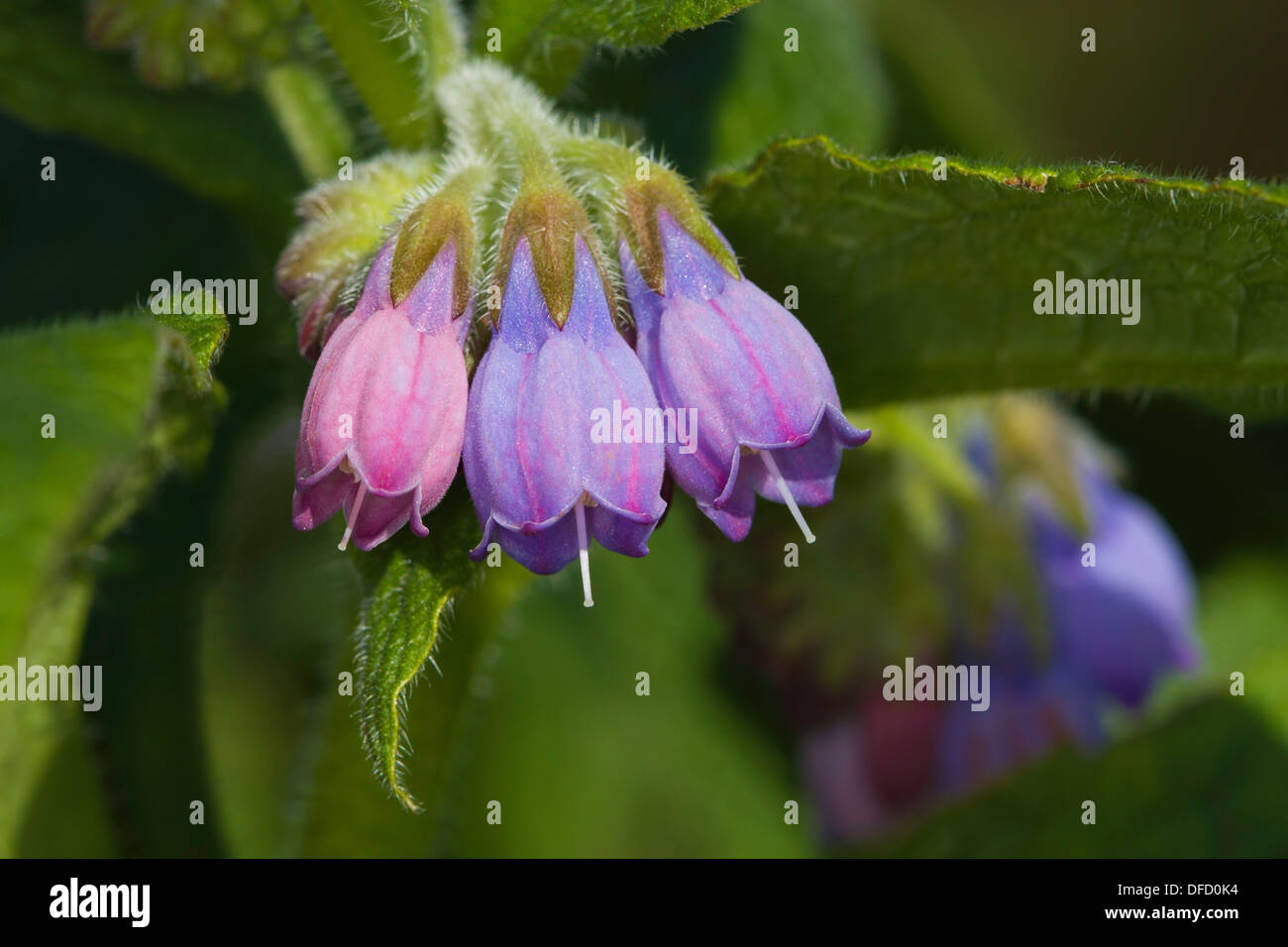 Russischer Beinwell (Symphytum X uplandicum) Blume - ein Hybrid aus S. Officinale x S. asperum Stockfoto