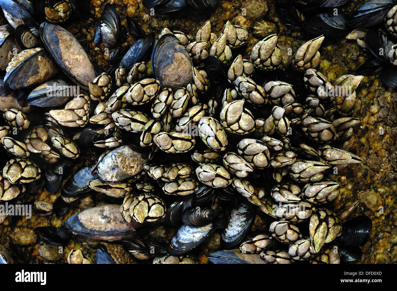 Küstenfelsen Gans Entenmuscheln (Pollicipes Pollicipes) und Muscheln bedeckt Stockfoto