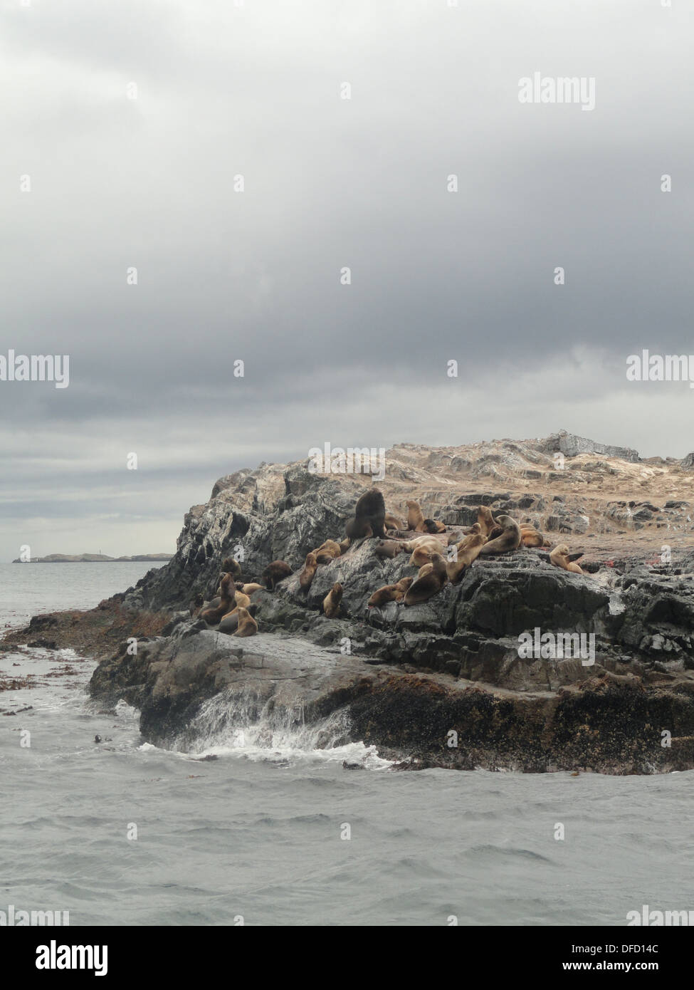 Seevögel und Seelöwen auf den Inseln von der Beagle-Kanal, in der Nähe von Ushuaia, Feuerland, Argentinien Stockfoto
