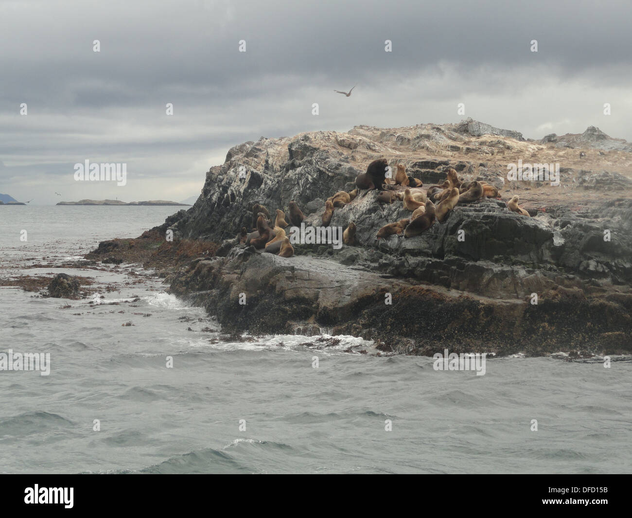Seevögel und Seelöwen auf den Inseln von der Beagle-Kanal, in der Nähe von Ushuaia, Feuerland, Argentinien Stockfoto