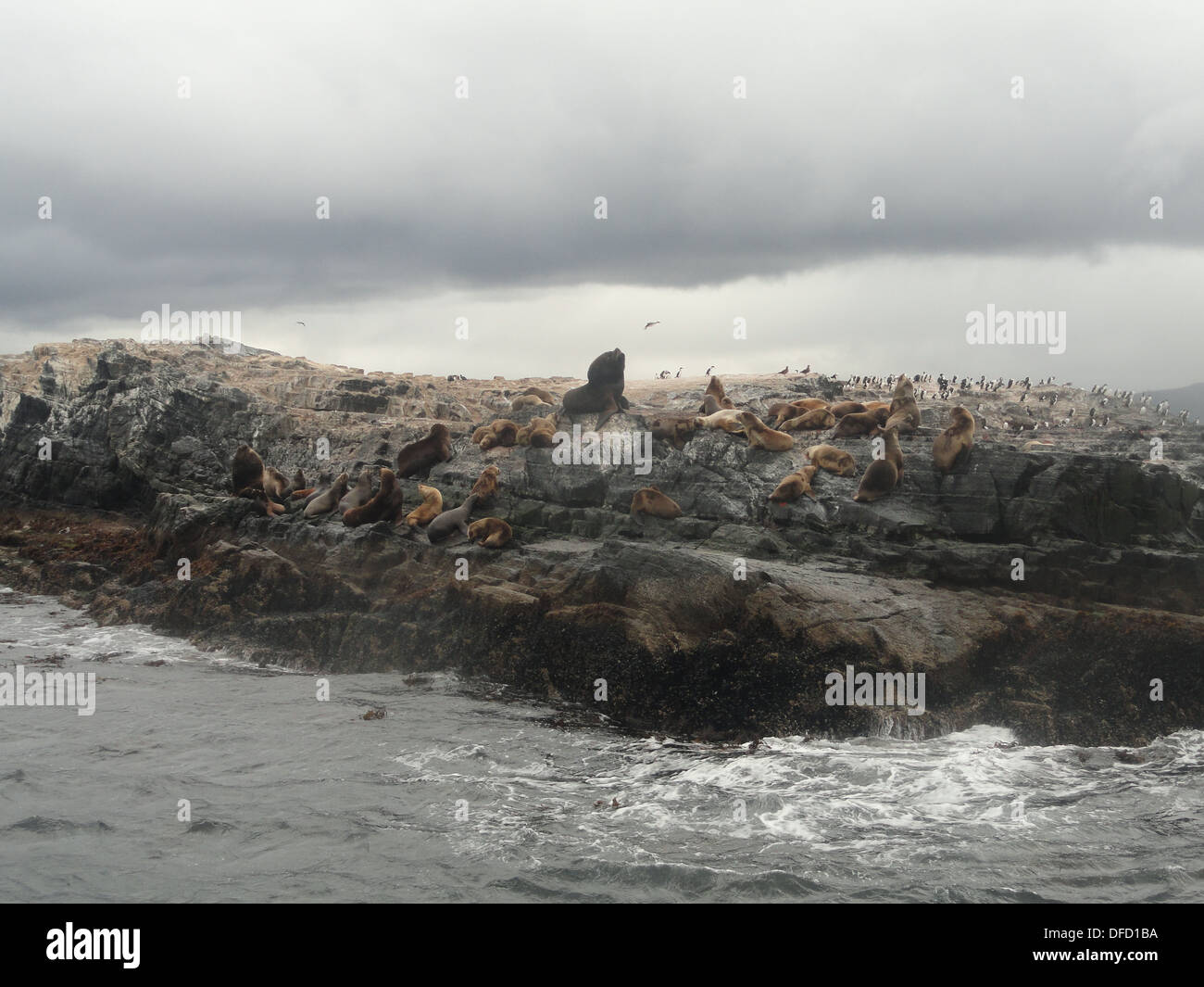 Seevögel und Seelöwen auf den Inseln von der Beagle-Kanal, in der Nähe von Ushuaia, Feuerland, Argentinien Stockfoto