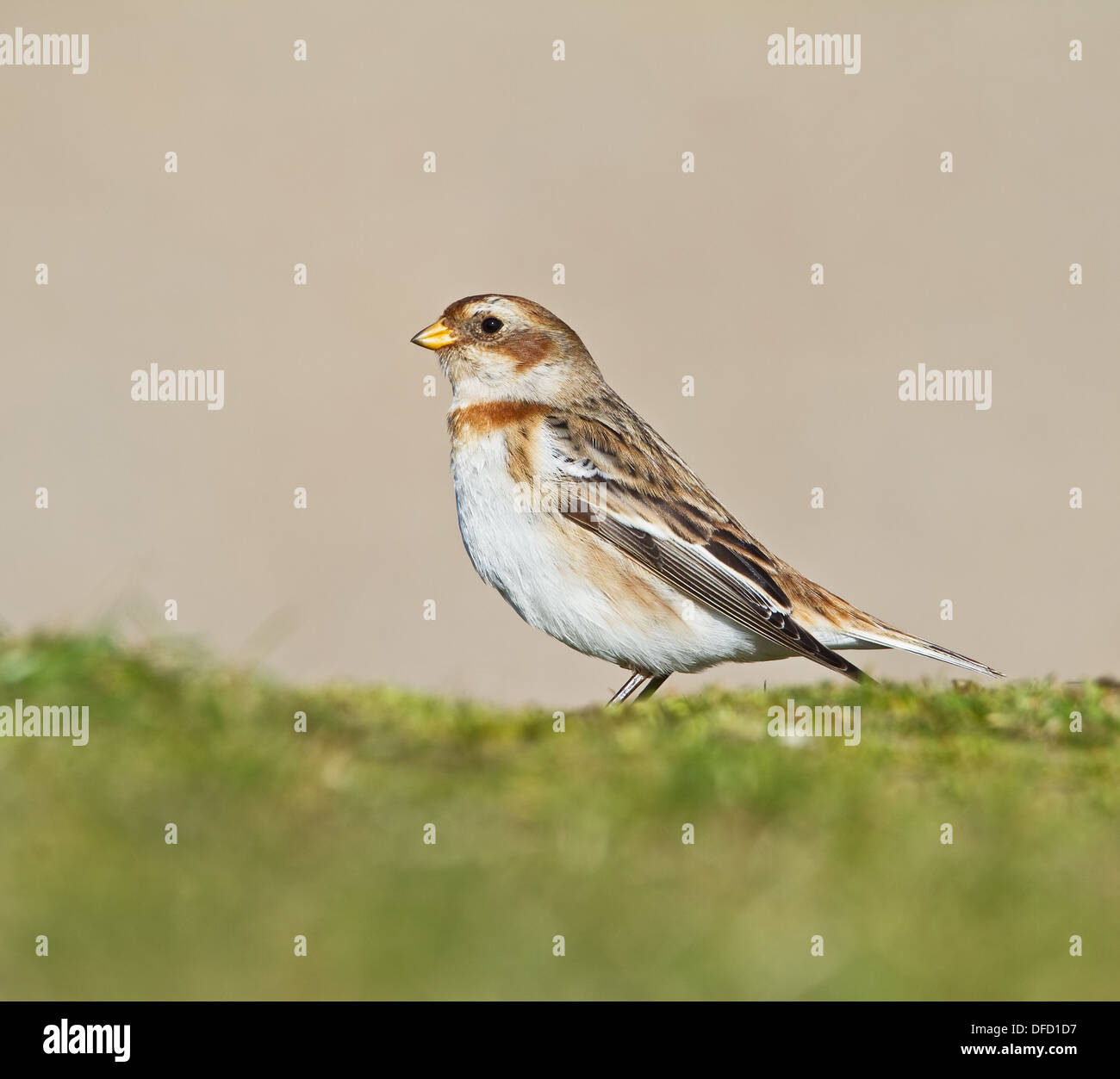 Männliche Snow Bunting auf Boden im Winterkleid Stockfoto