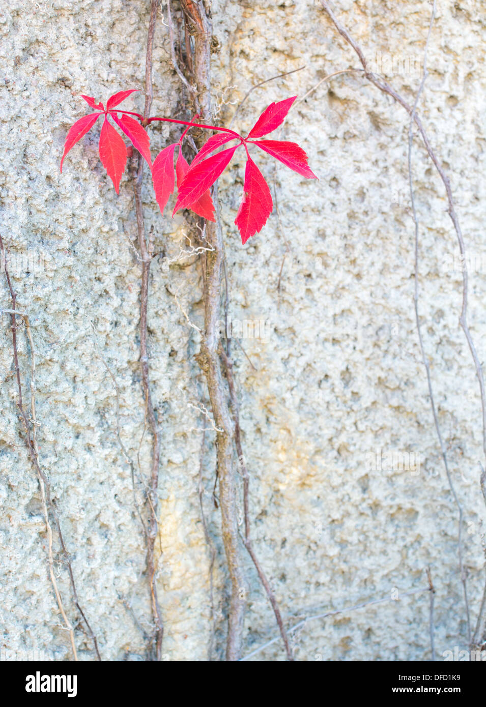 Im Herbst rot Virginia Schlingpflanzen oder Woodbines Parthenocissus Quinquefolia Klettern an einer Betonmauer in Stockholm im Oktober... Stockfoto