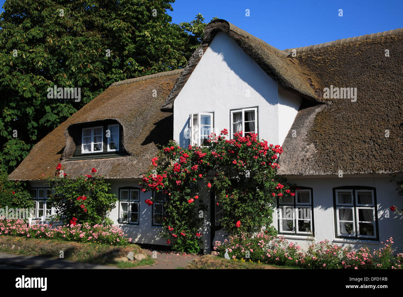 Reetgedeckten alten friesischen Haus in Keitum, Sylt Insel, Schleswig-Holstein, Deutschland Stockfoto