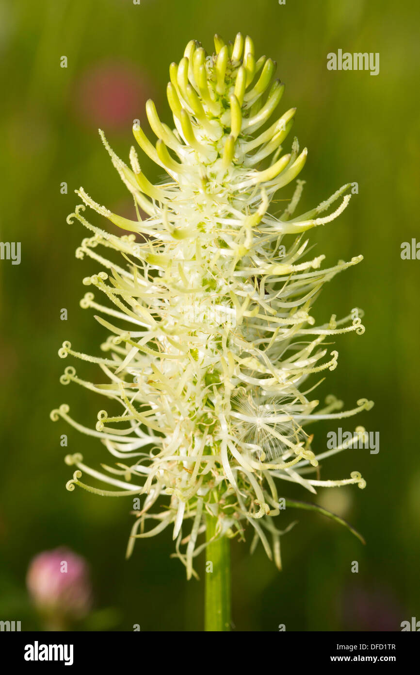 Spike Rapunzeln (Phyteuma Spicatum) Stockfoto