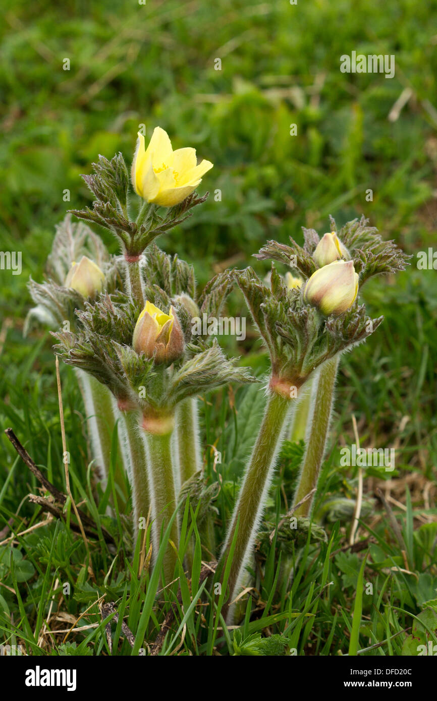 Alpen-Kuhschelle (Pulsatilla Alpina Apiifolia) Stockfoto