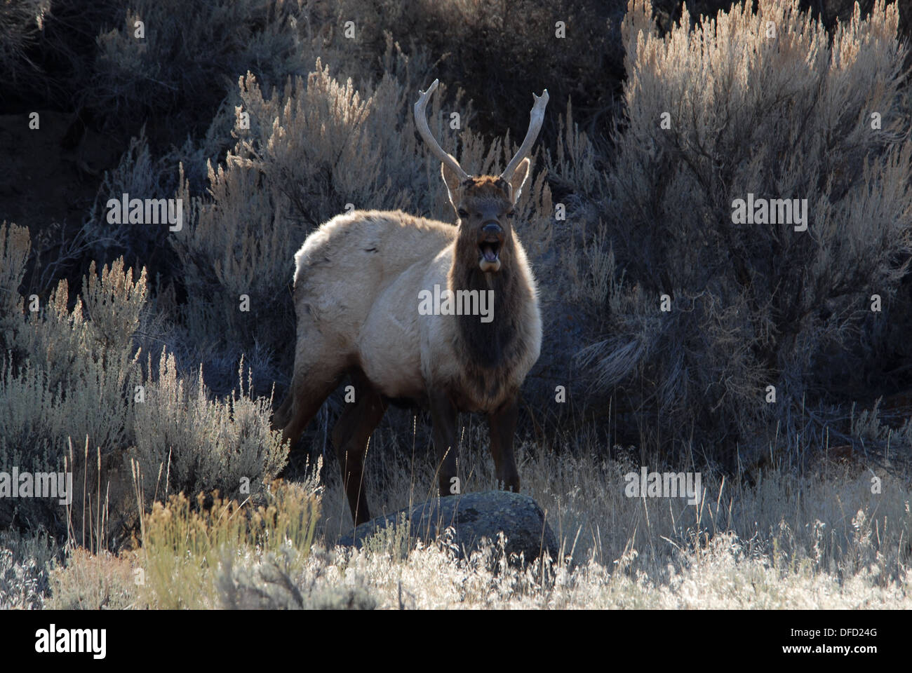 Elch, Cervus Elaphus, Yellowstone NP. Montana Stockfoto
