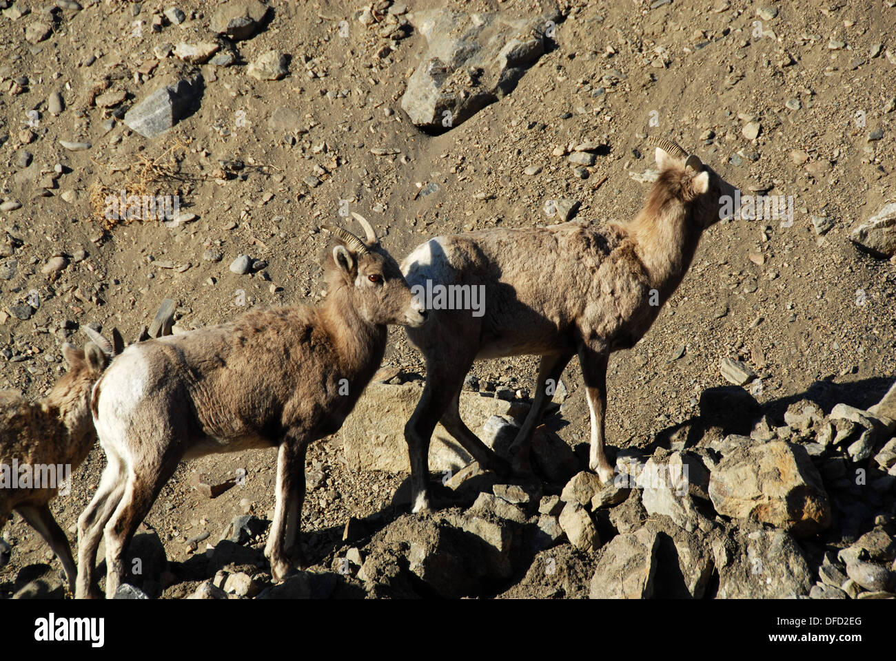 Dickhornschaf Ovis Canadensis, in der Nähe von Gardiner, Yellowstone NP, Montana Stockfoto