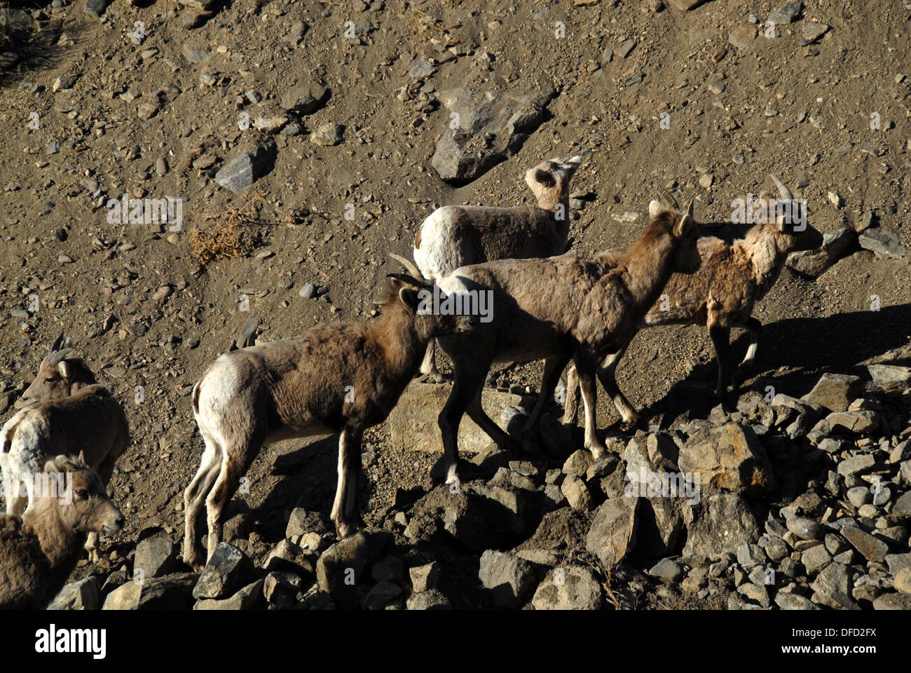 Dickhornschaf Ovis Canadensis, in der Nähe von Gardiner, Yellowstone NP, Montana Stockfoto