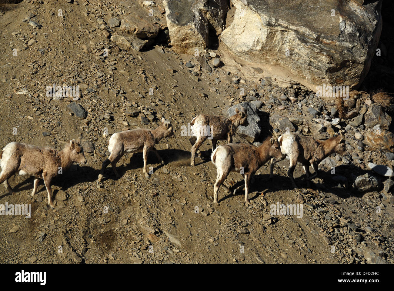 Dickhornschaf Ovis Canadensis, in der Nähe von Gardiner, Yellowstone NP, Montana Stockfoto
