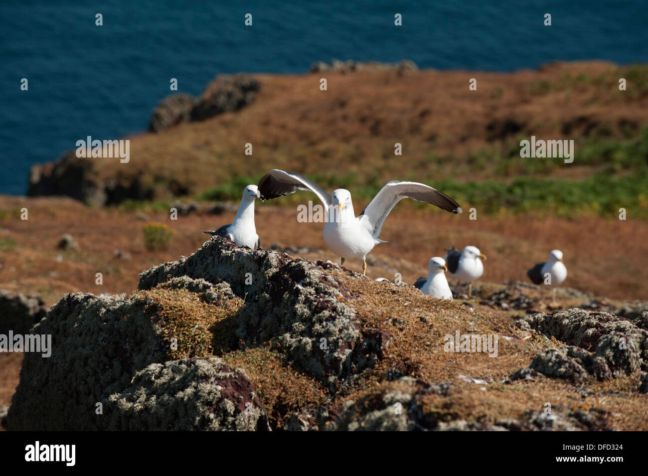 Geringerem Black-backed Möwen Larus Fuscus, auf Spy Rock, Skokholm, South Pembrokeshire, Wales, Vereinigtes Königreich Stockfoto