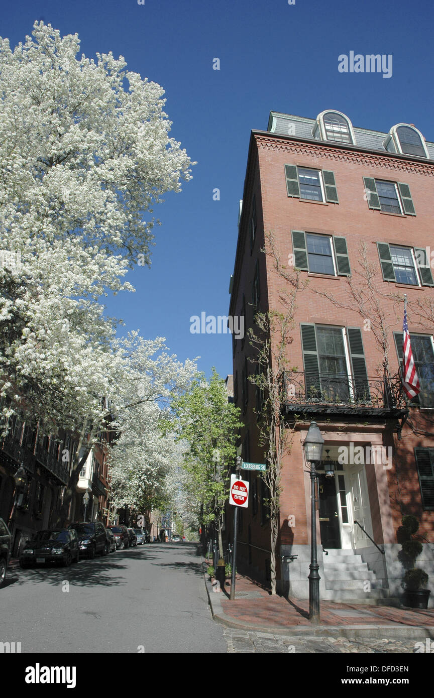 Boston, blühenden Bäumen in Beacon Hill Stockfoto