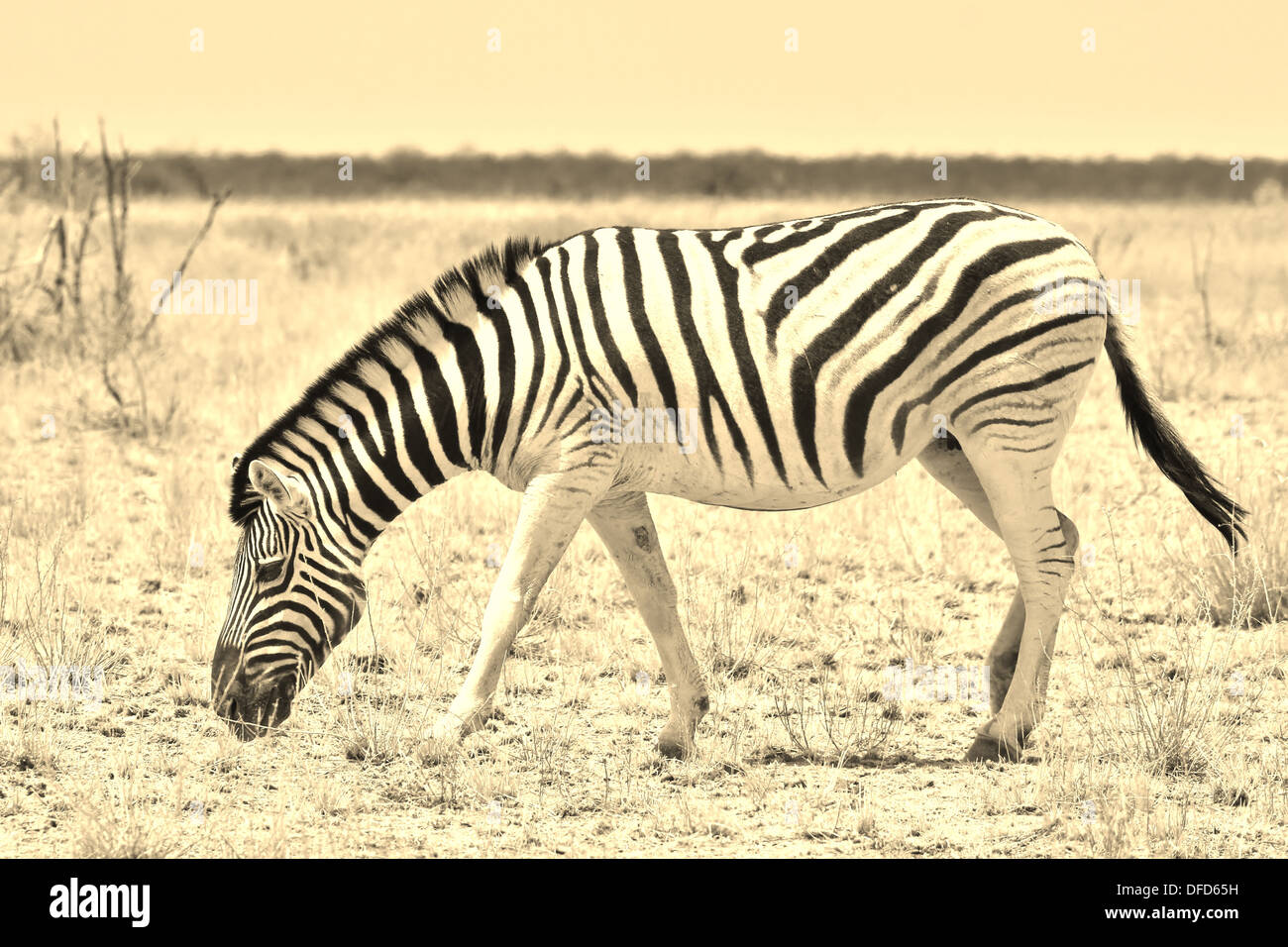 Zebra, die Burchell - Wildlife Hintergrund aus Afrika - Farbe und Schönheit aus dem Tierreich durch ikonische Streifen Stockfoto