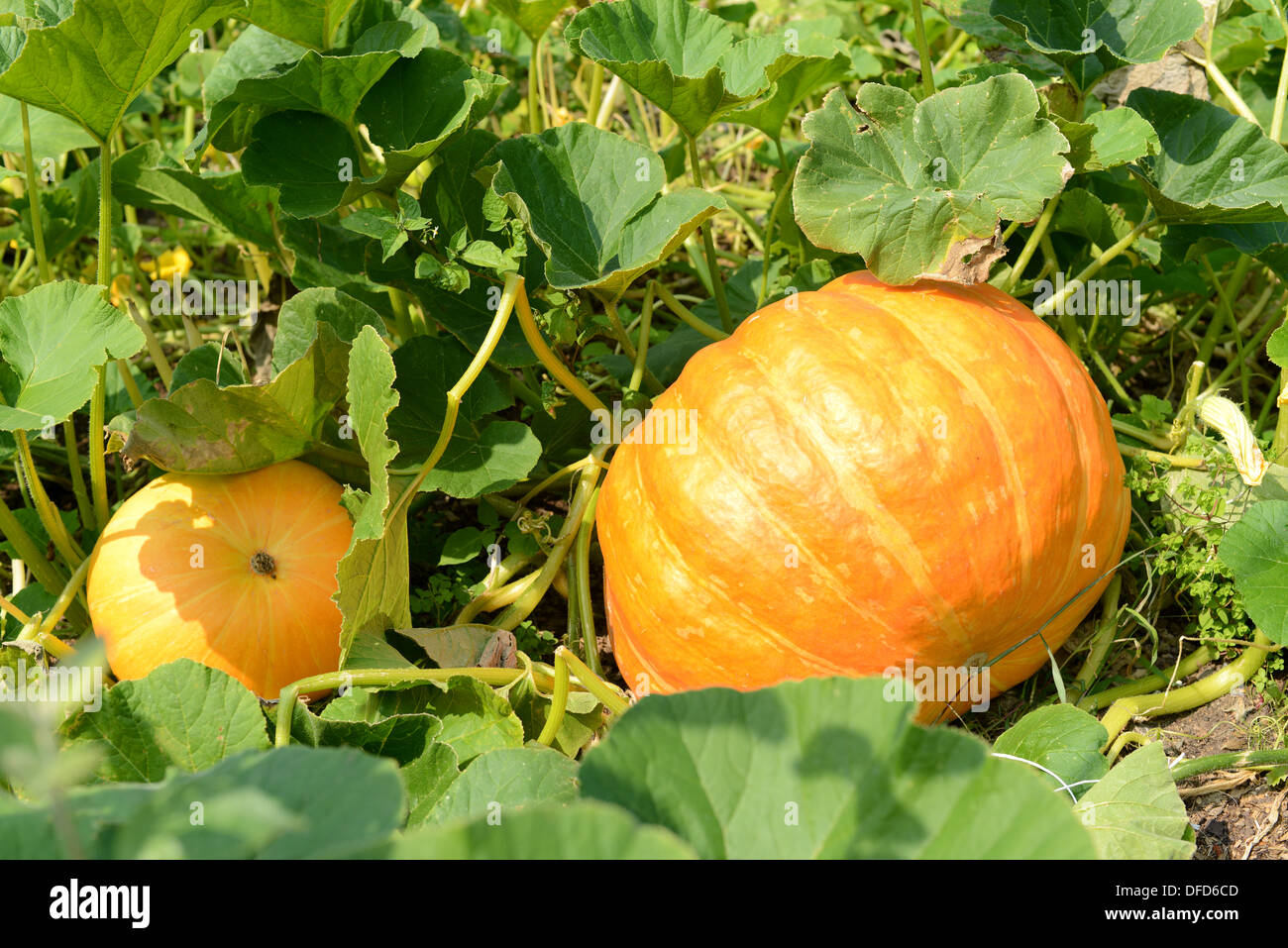 Kürbisse wachsen im Garten Stockfoto