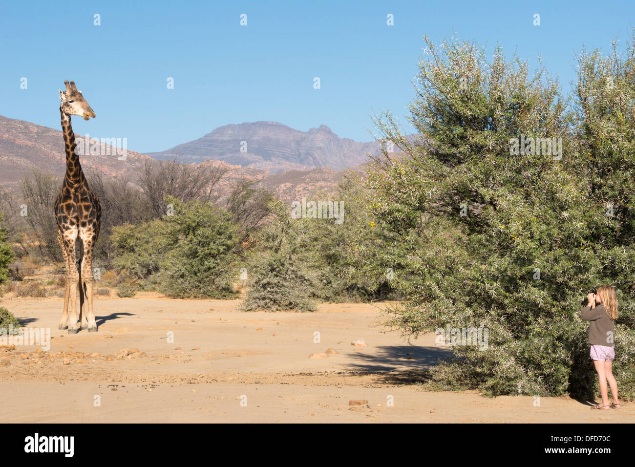 Giraffe, Blick auf ein junges Mädchen versteckt sich in der Nähe von Busch, Inverdoorn Game Reserve, Karoo Wüste, Südafrika Stockfoto