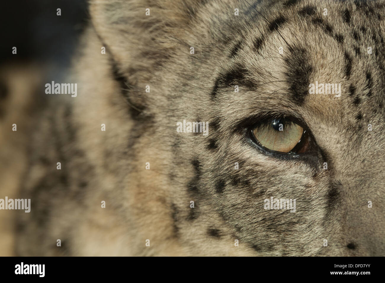 Snow leopard Stockfoto