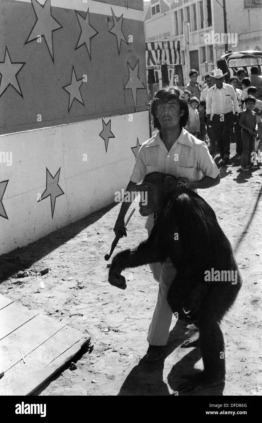 Chimps Gefangener mexikanischer Zirkus der 1970er Jahre. Schimpansen und Handler wild Tier in der Stadt gezeigt, um zu werben und die Förderung der Zirkus. Mazatlan Mexiko Mexikanischer Bundesstaat Sinaloa 1973 HOMER SYKES Stockfoto